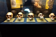 czaszki przodków