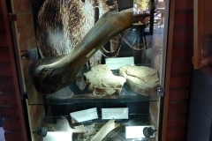kość mamuta